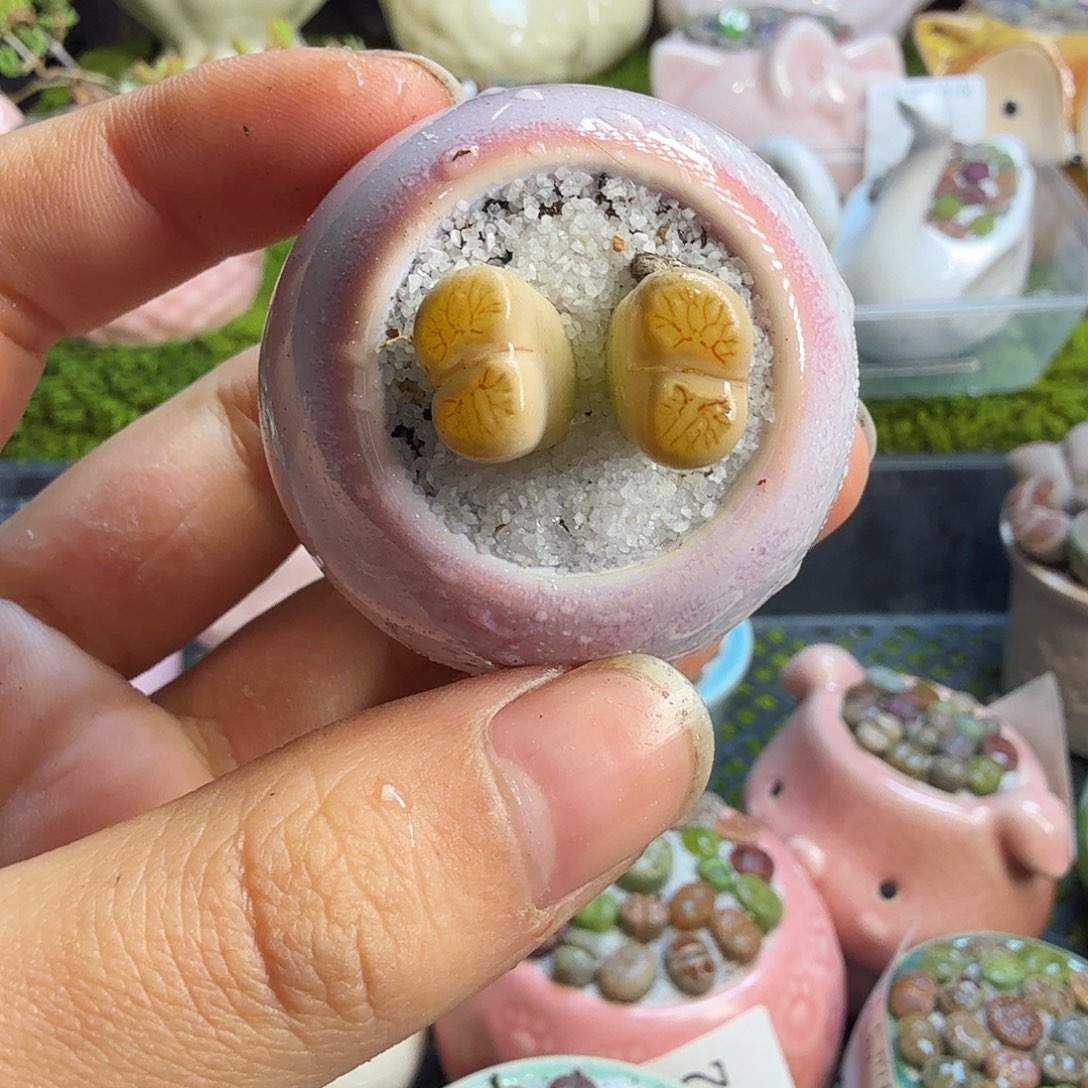 多肉葡萄干和水果1109