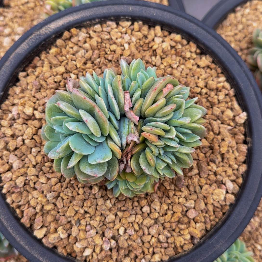 布鲁蓝的缀化多肉植物