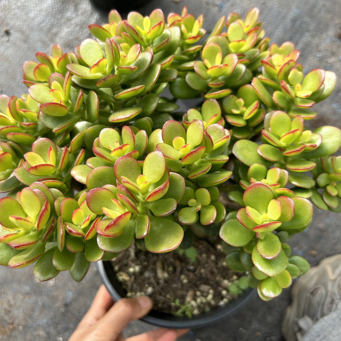 大老桩姬红花月  整桩无砍  脱土发货