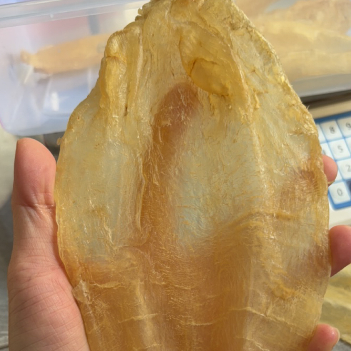 5.2头老苏母鱼胶干货孕妇月子滋补品深海厚肉