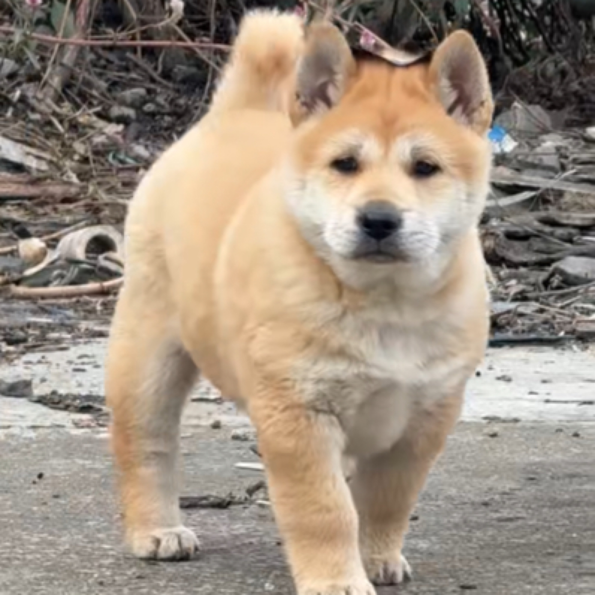 桂林发货田园犬活体狗狗宠物