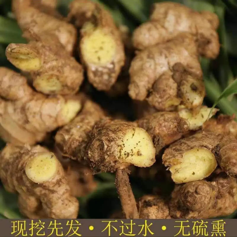 云南正宗小黄姜新鲜现挖老姜嫩姜月子姜现发新姜姜味十足鲜嫩多汁