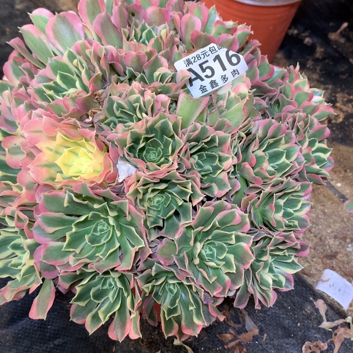 冰***，516多肉一物一拍