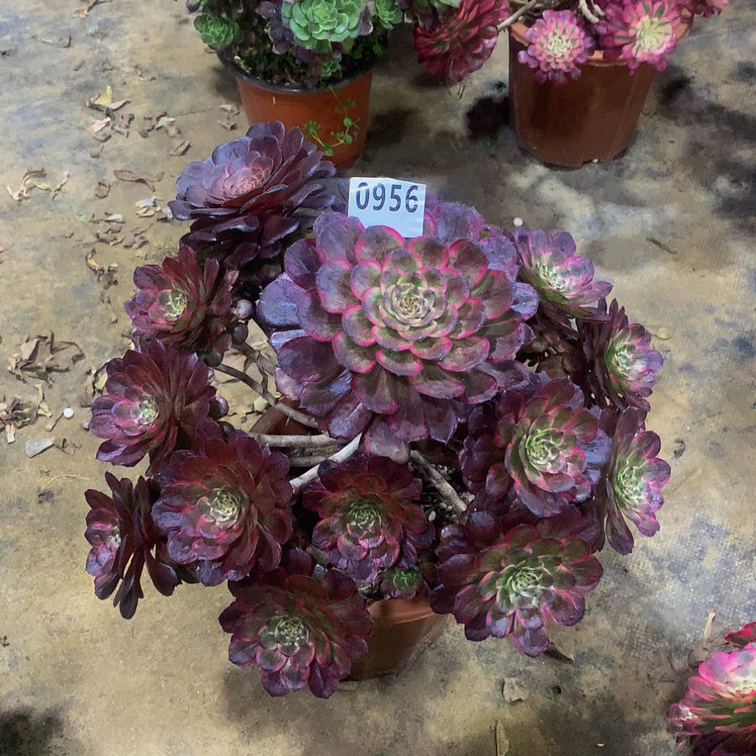 吴*956花8888888888