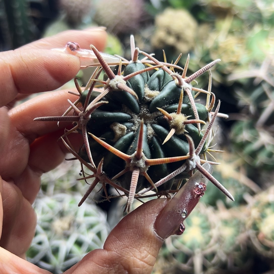 林波有根仙人球666666