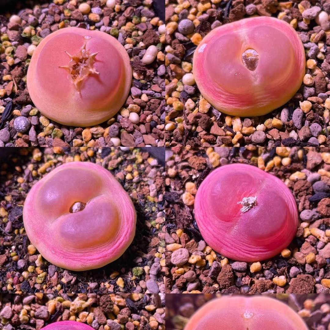 正版2606紫皮拉登小苗单颗 尺寸0.8-1 量拍随机一颗 多肉植物