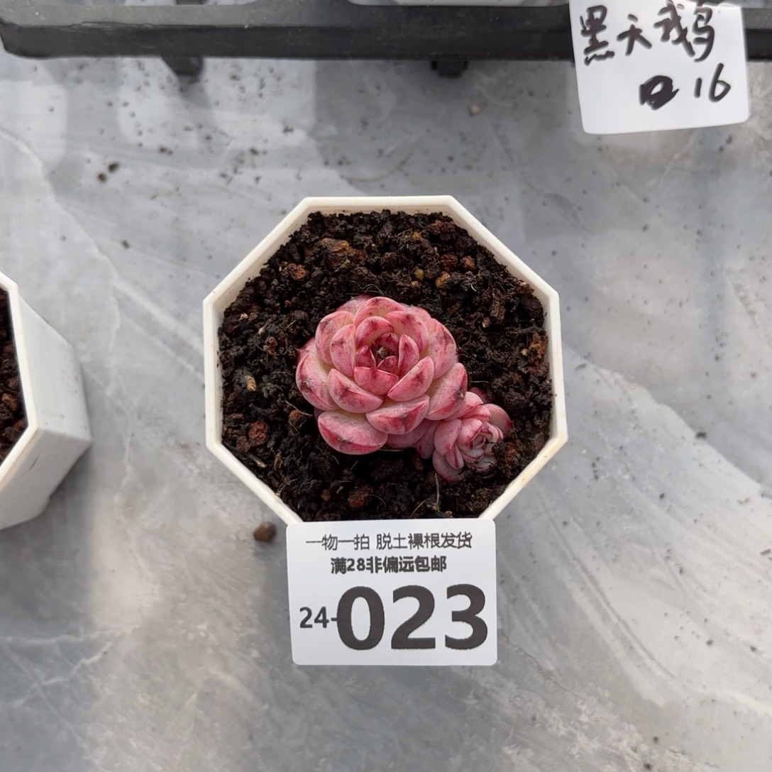 黑天鹅多肉多肉多肉