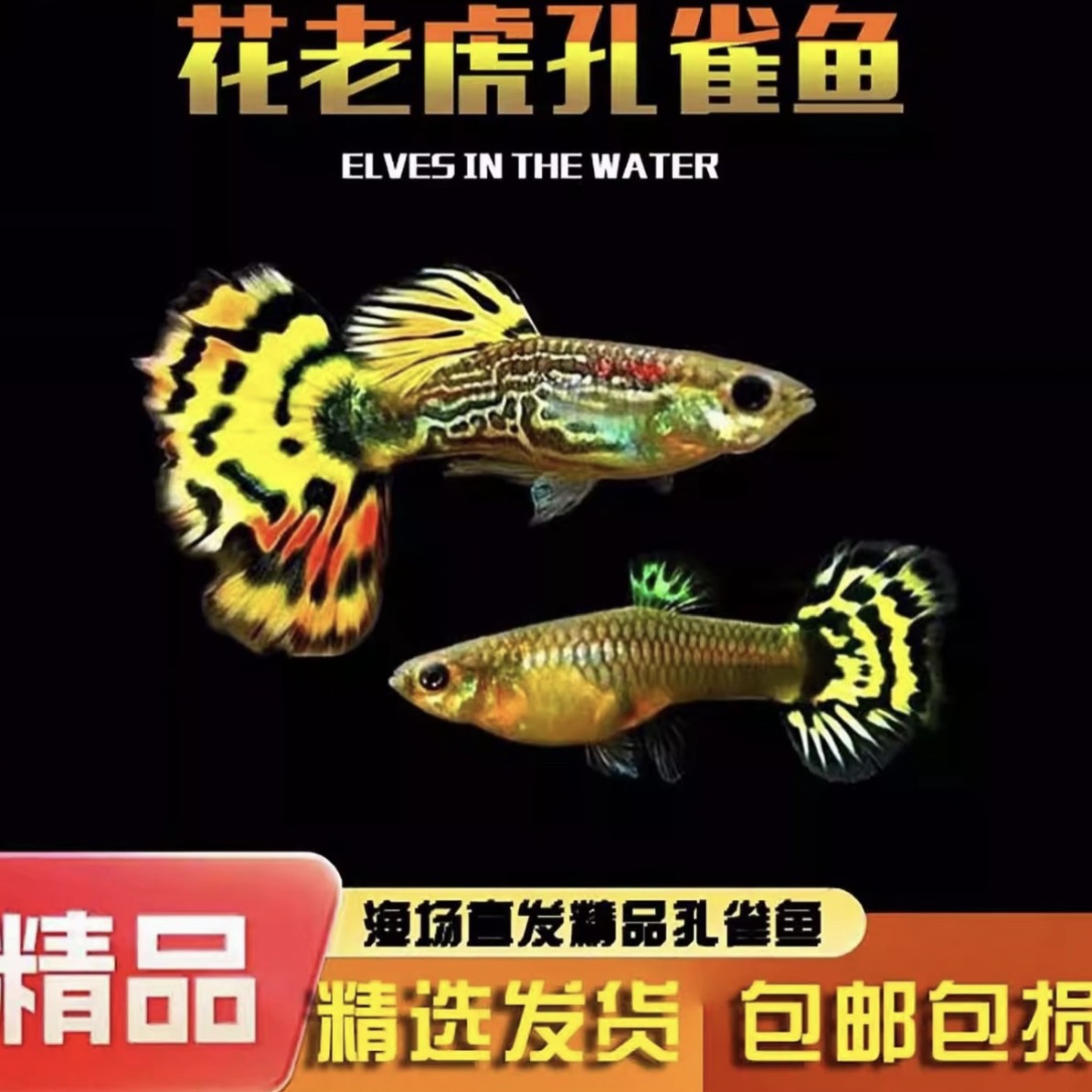 花老虎孔雀鱼热带淡水观赏鱼好养耐活小型鱼可繁殖适合新手