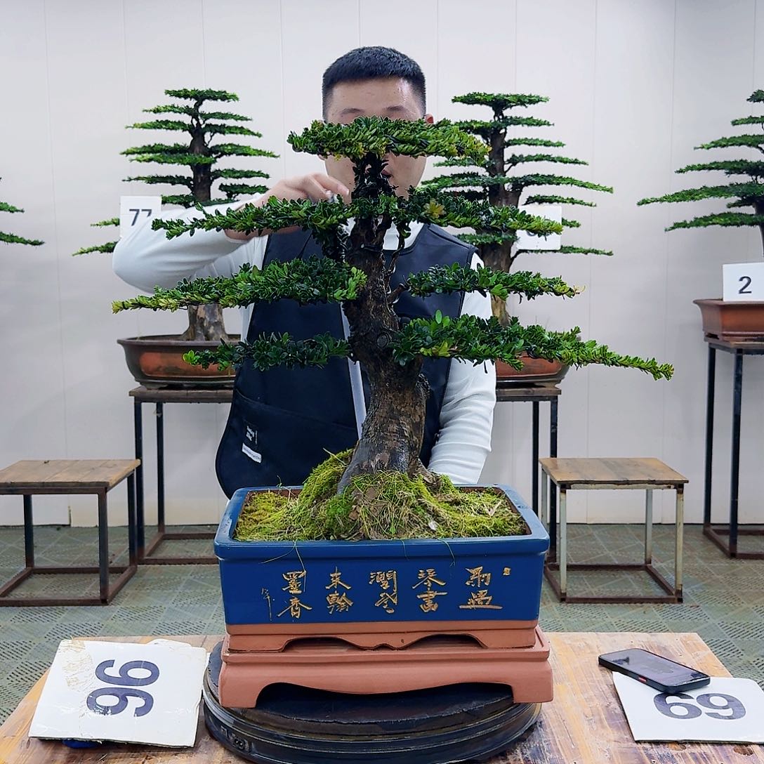 盆景罗汉松造型盆景