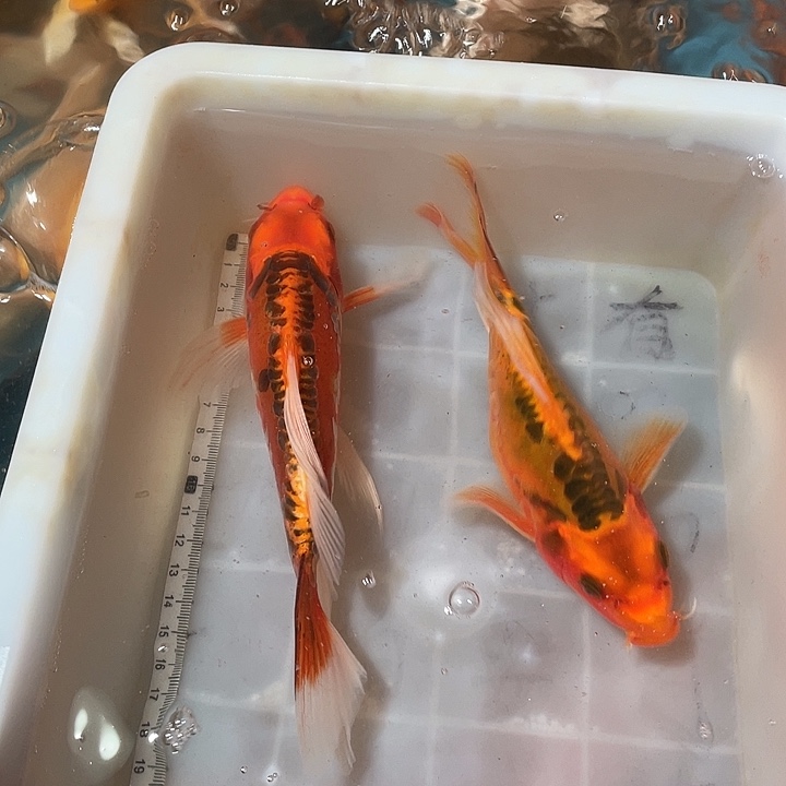 蝴蝶鲤鱼渔场直发84