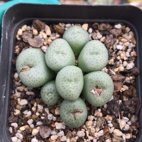 多肉肉锥 玛瑙玉