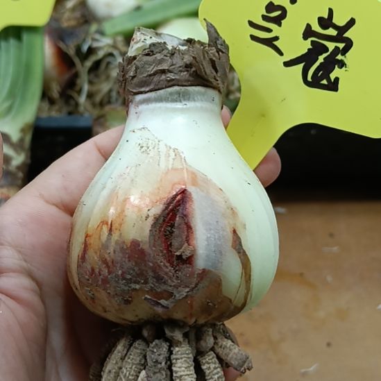 无花朵豆蔻5+残次