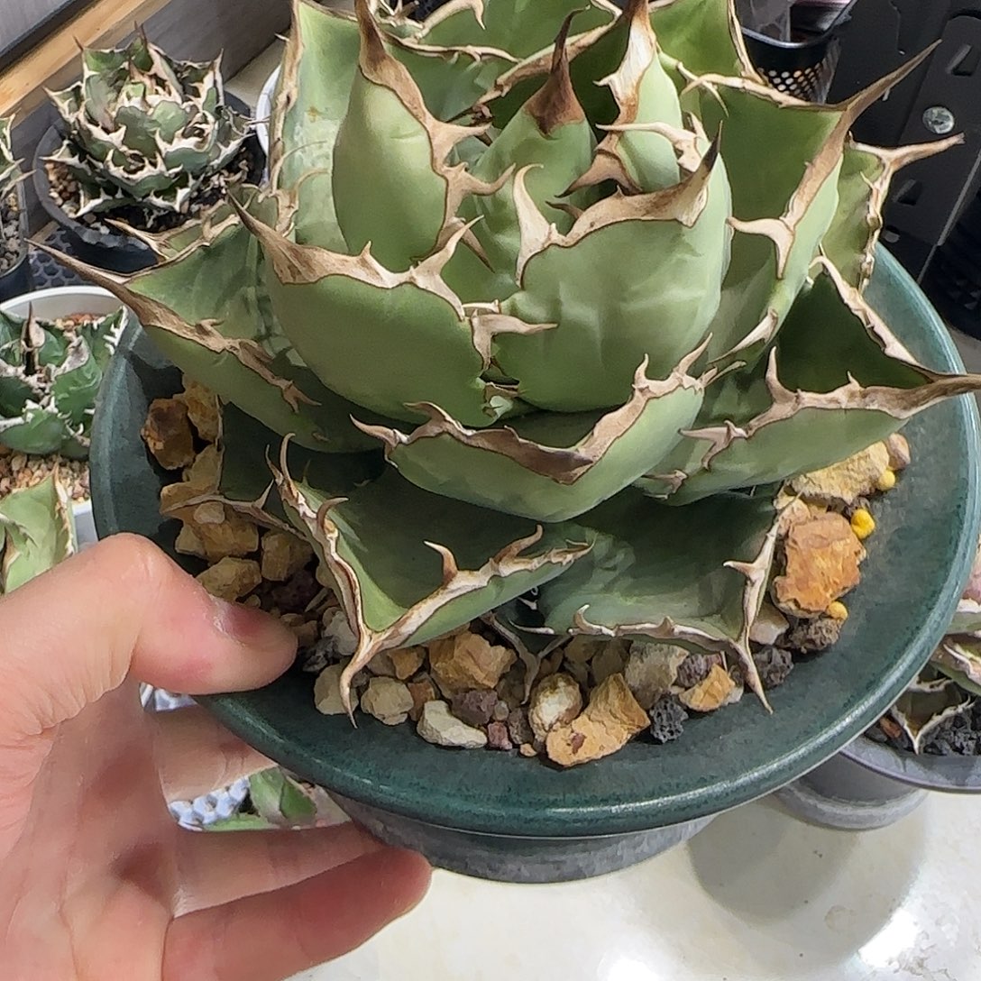 玫瑰龙舌兰1111111111111