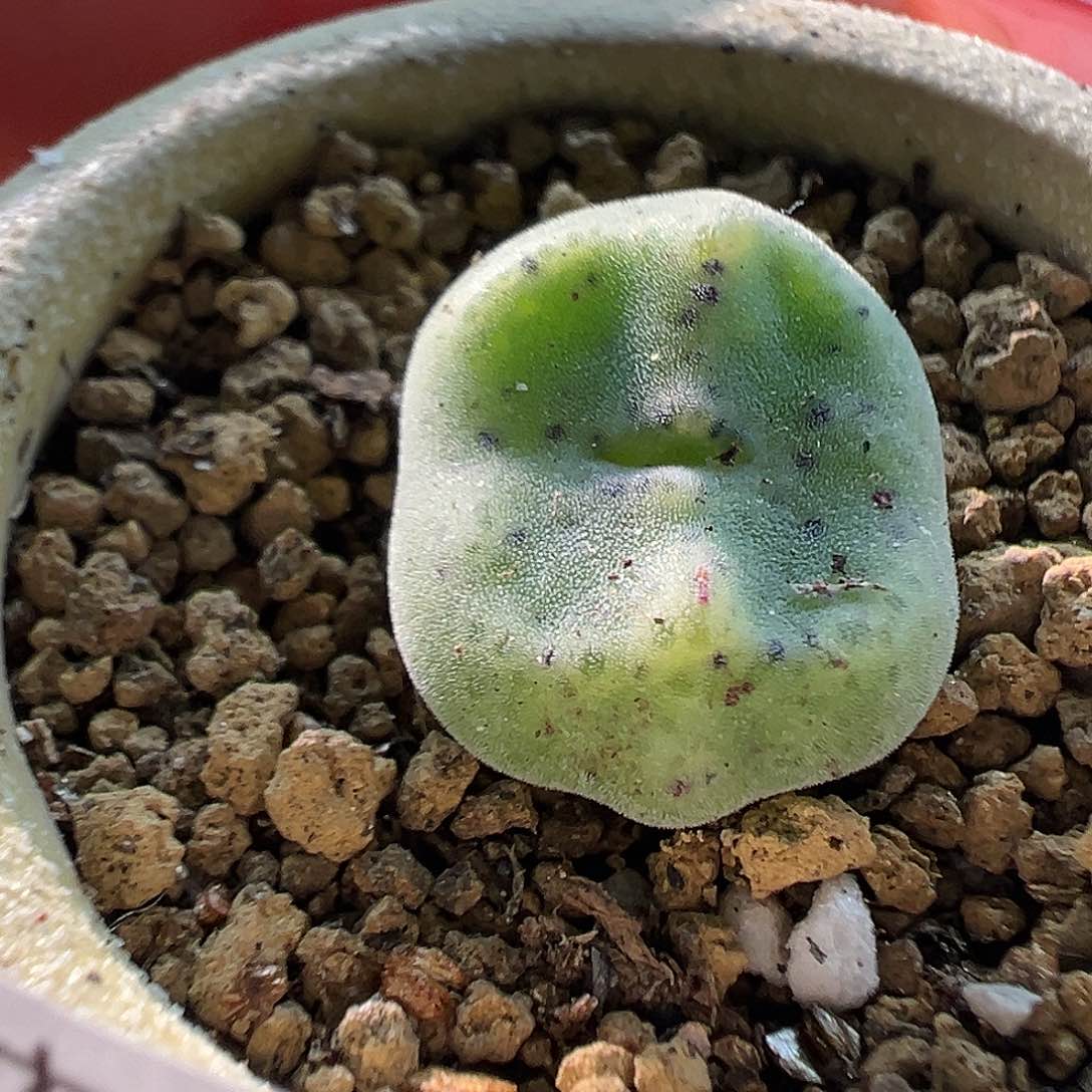 661绿豆糕1111111111111