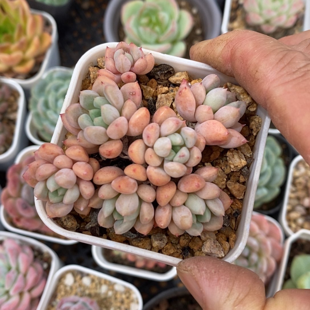 精品多肉一物一拍不包整182