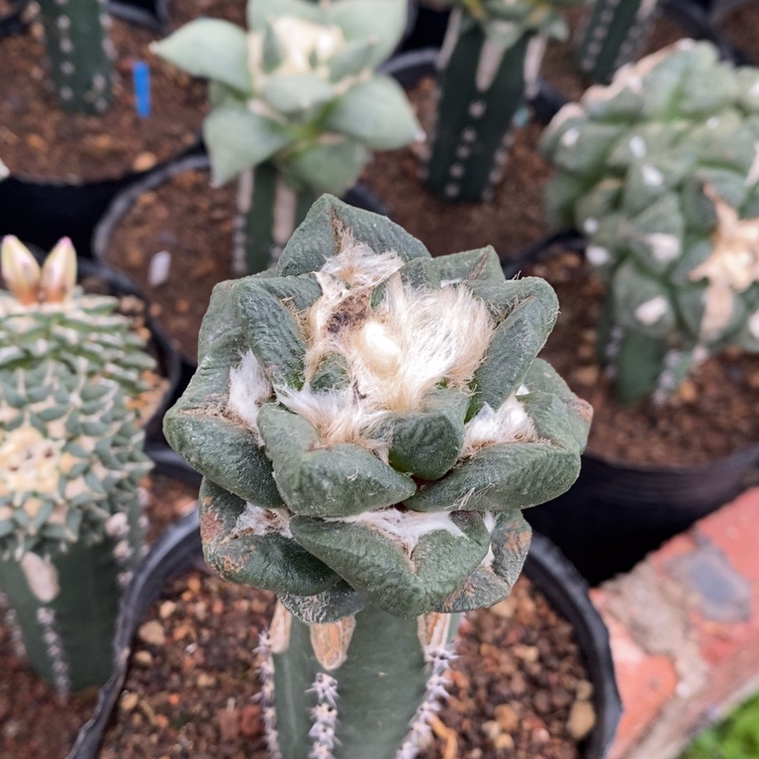 嫁接福利短宽龙角牡丹6公分