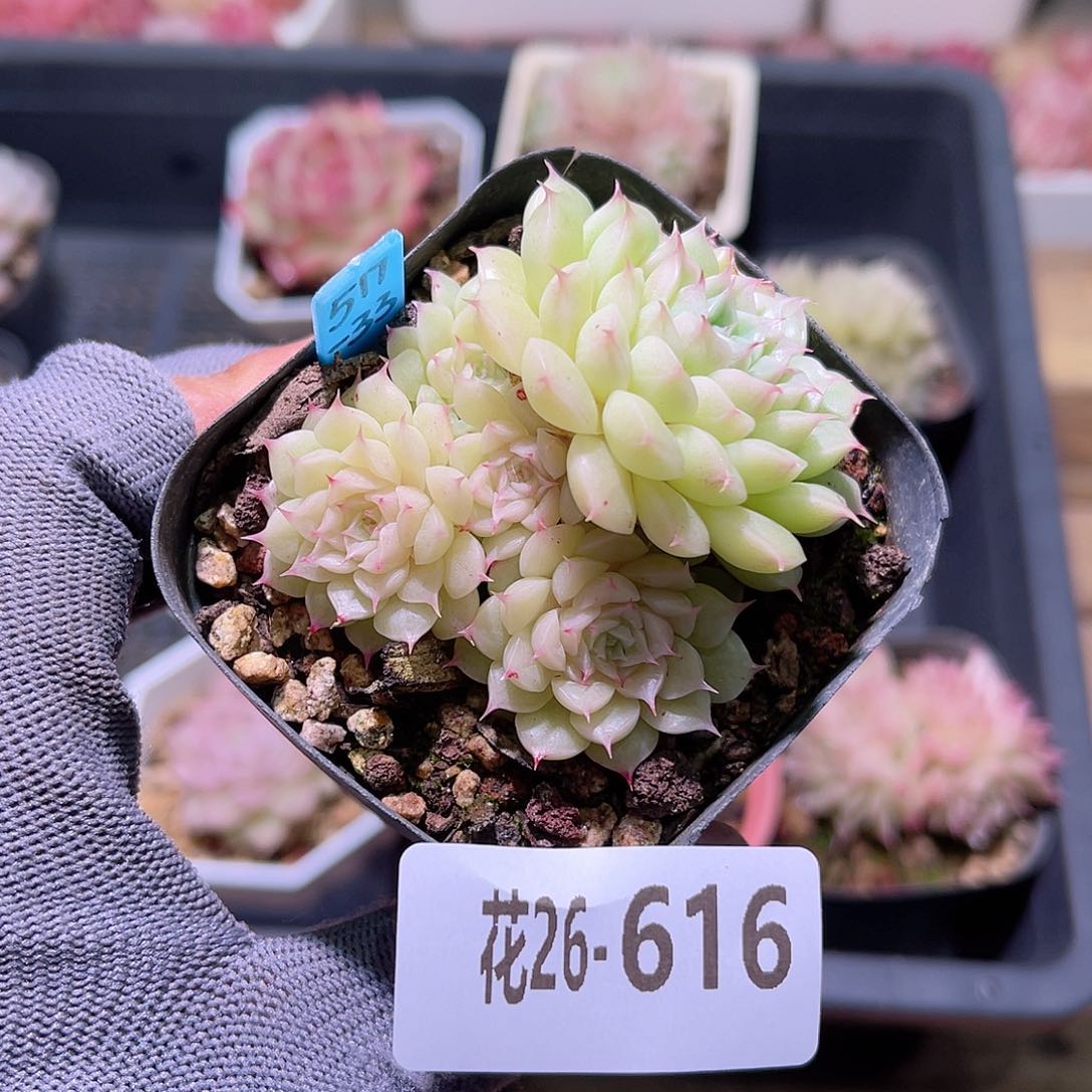 花26-616海王微瑕