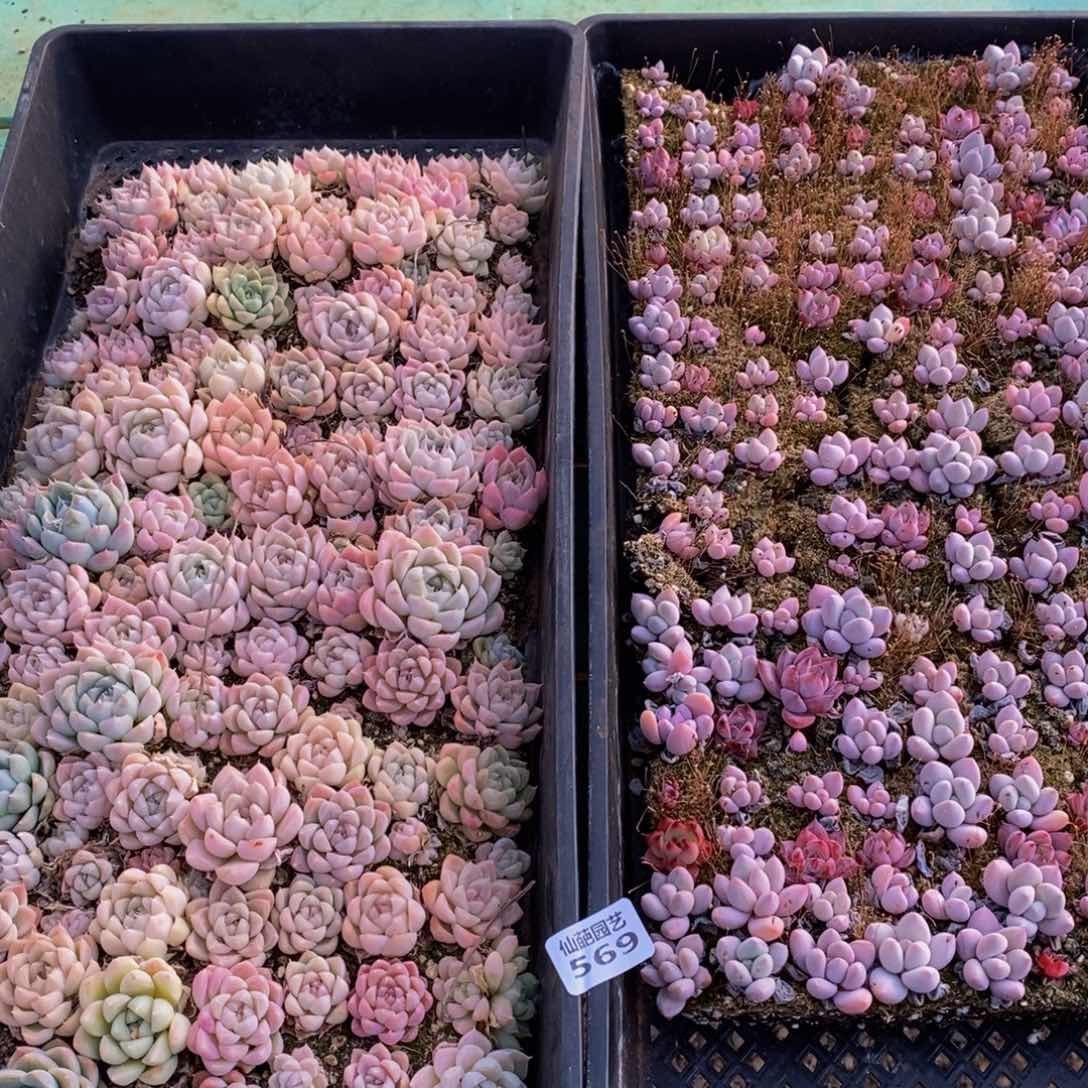 优***猬569多肉植物保护研究所所长