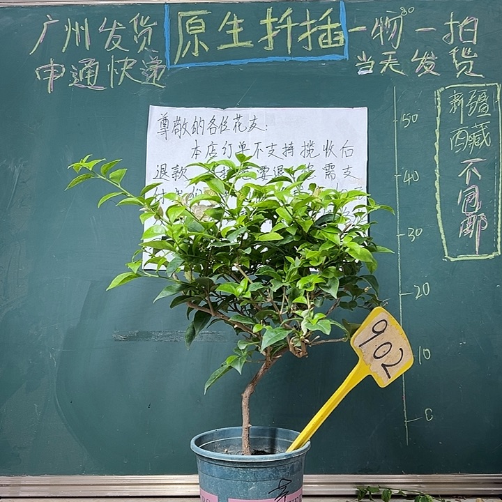 完全开放 苹果花 造型 902