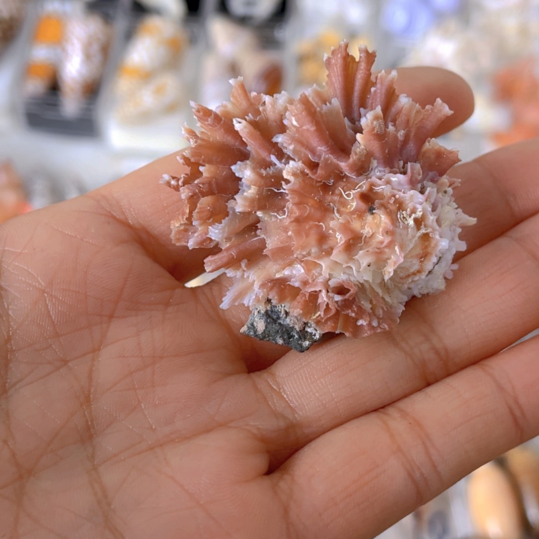 大理石磁石朋*天然贝壳海螺批发零售