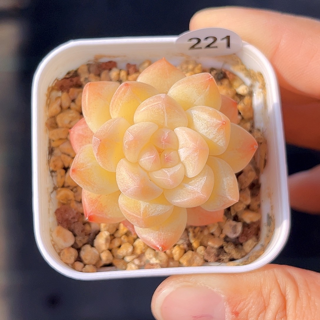 221 新品珍妮   满18包邮