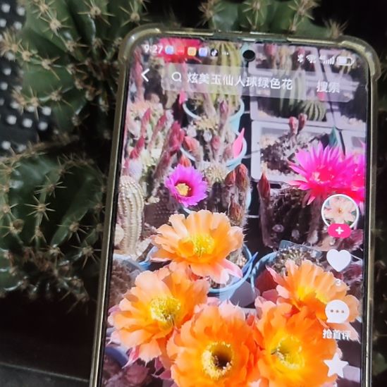 仙人球彩草香槟彩侧芽
