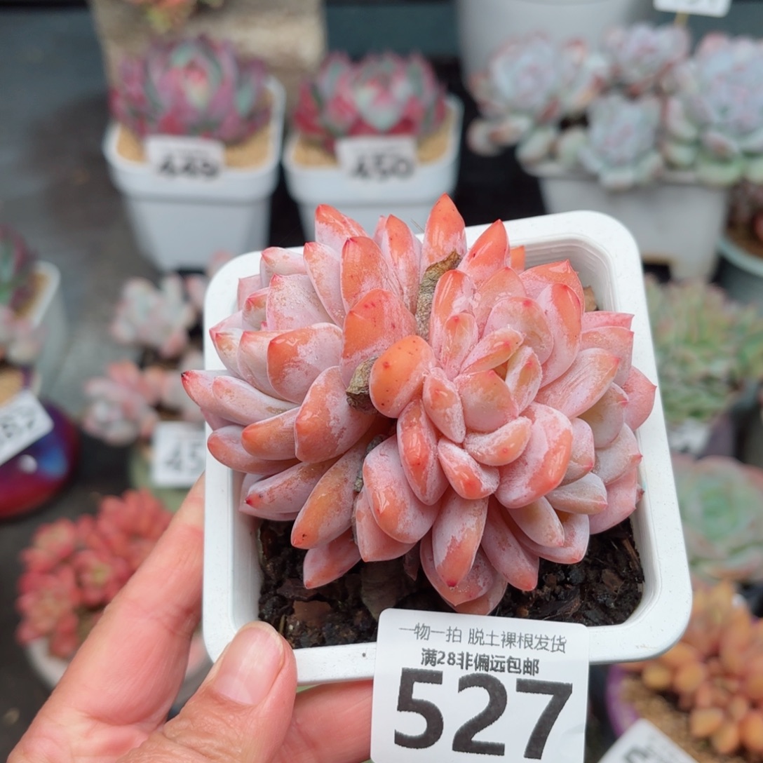 橙梦露三头无盆土发货