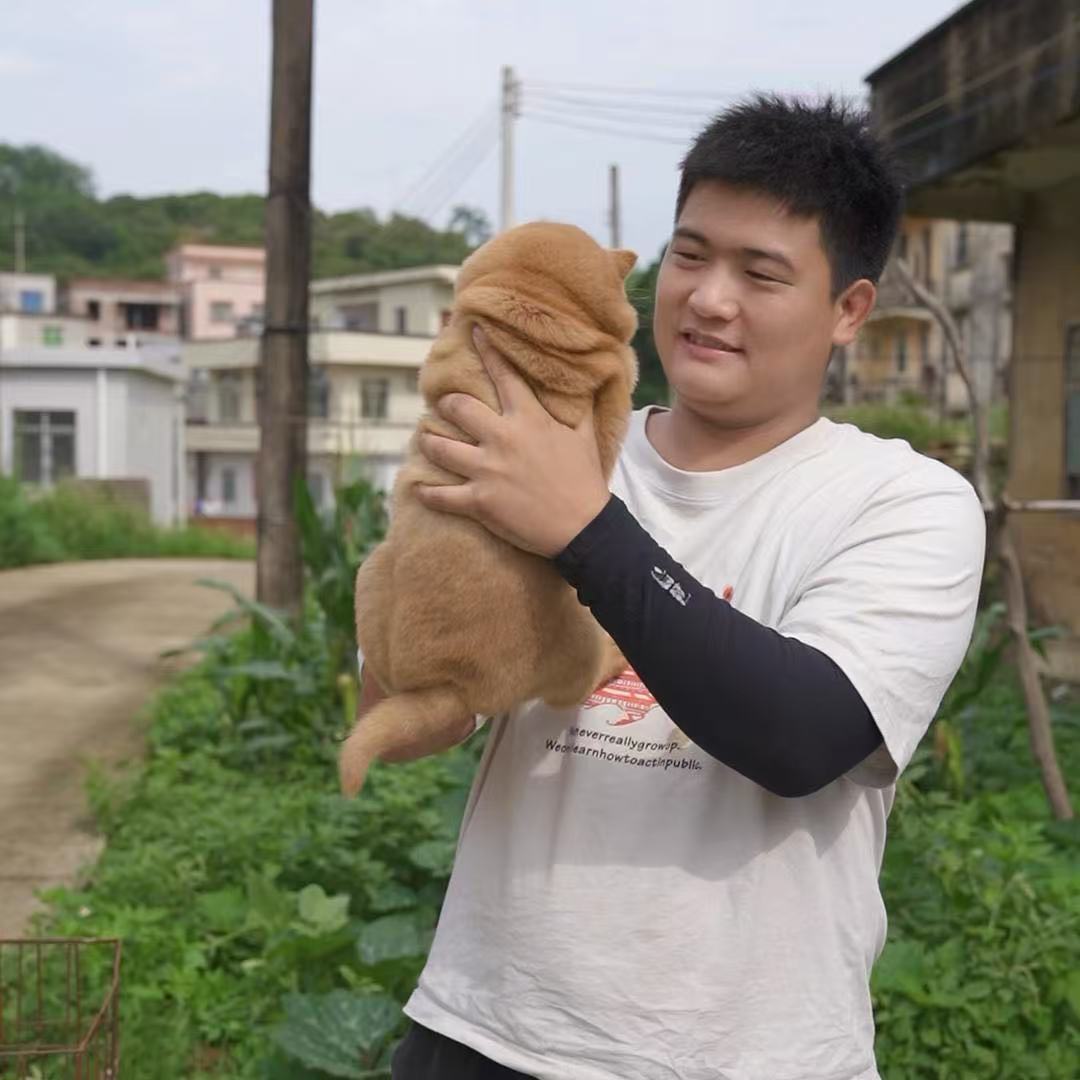{茂名虎盛犬舍}狗狗活体
