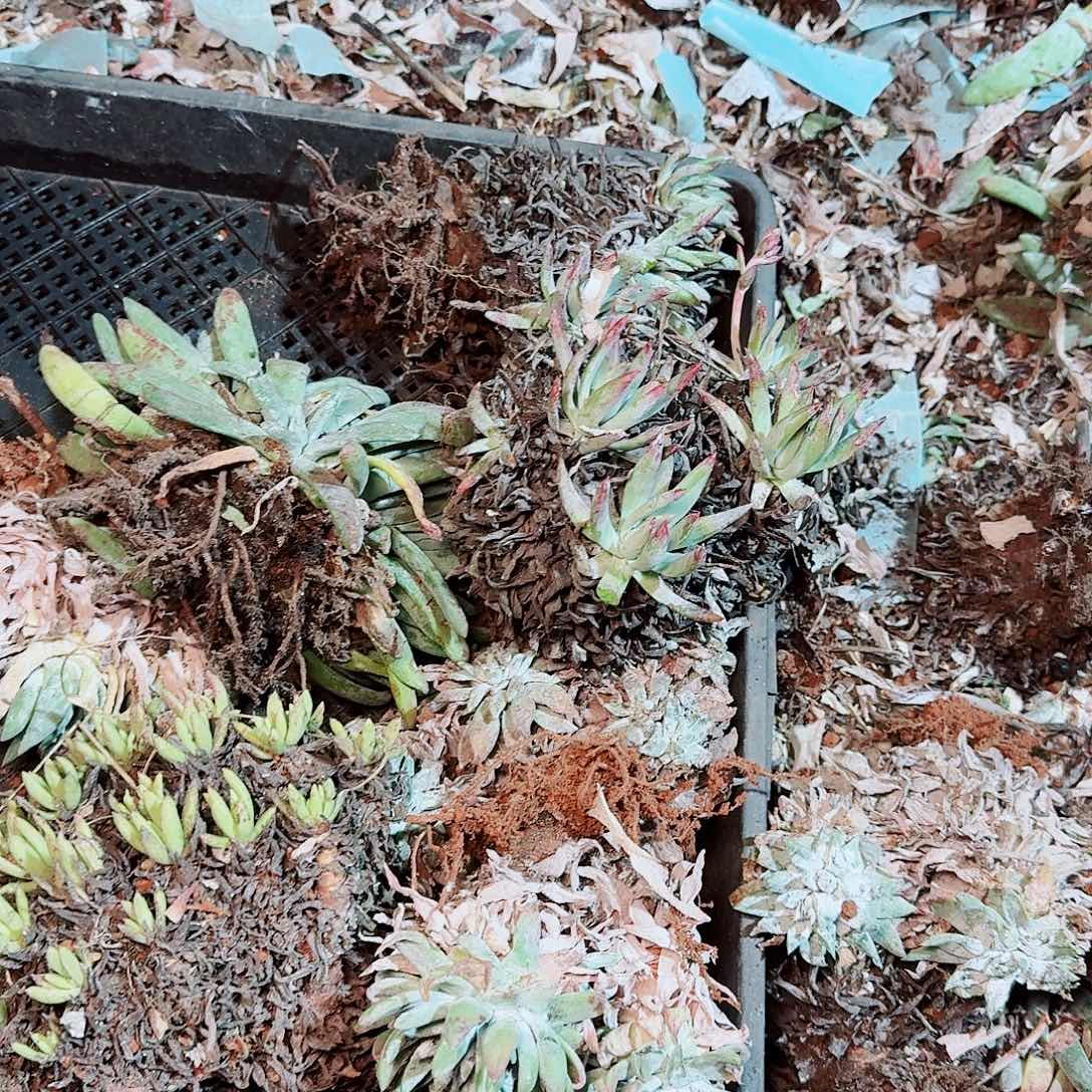 8646瑕疵框拍不售后