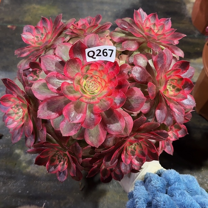 267云和44冠服25.左右特价福利