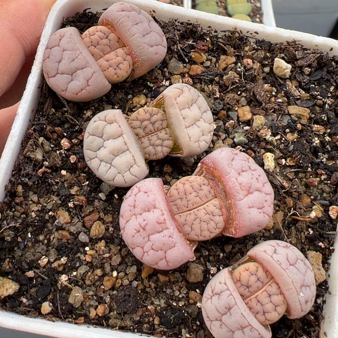 1.23好看的多肉460