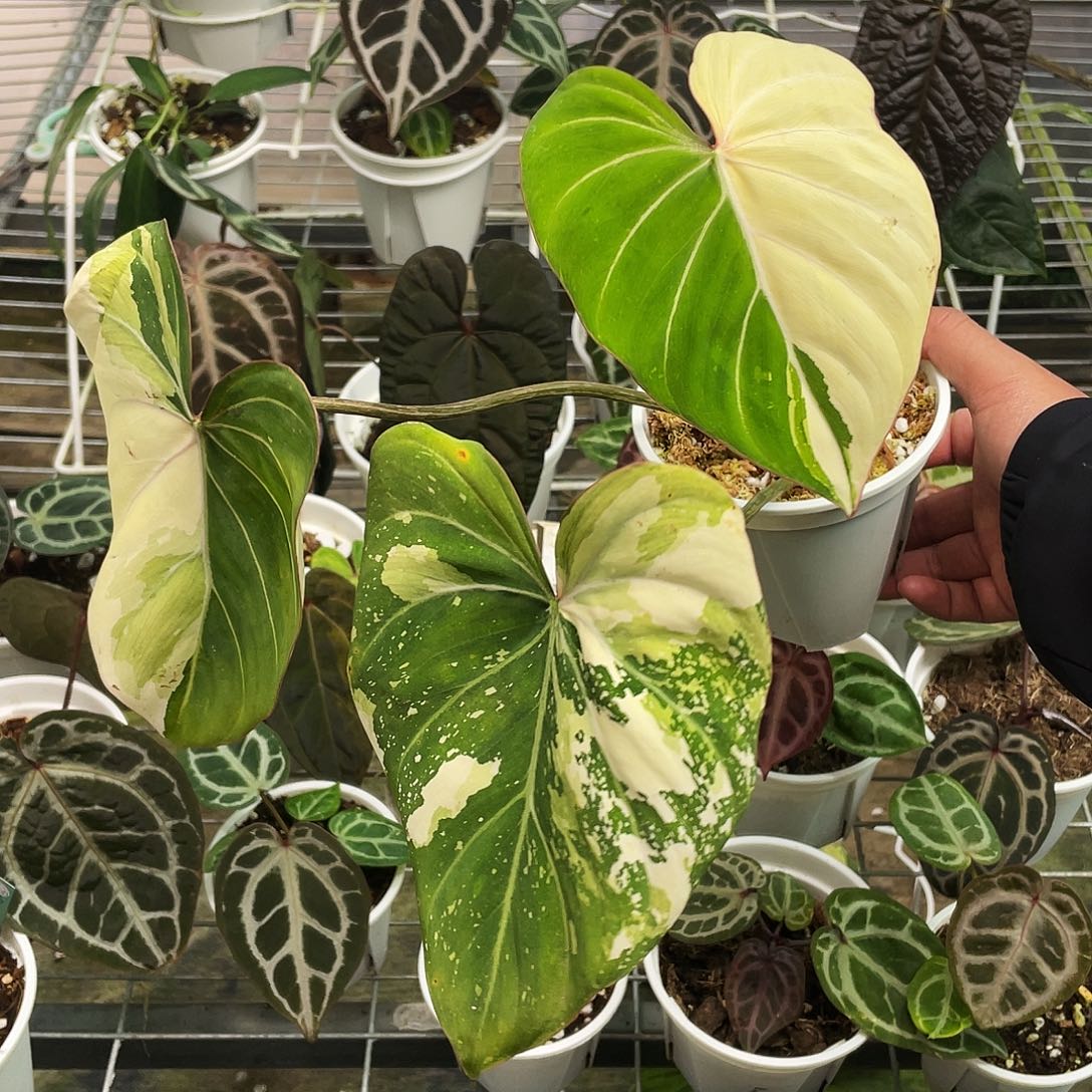 完全开放明脉蔓绿绒锦