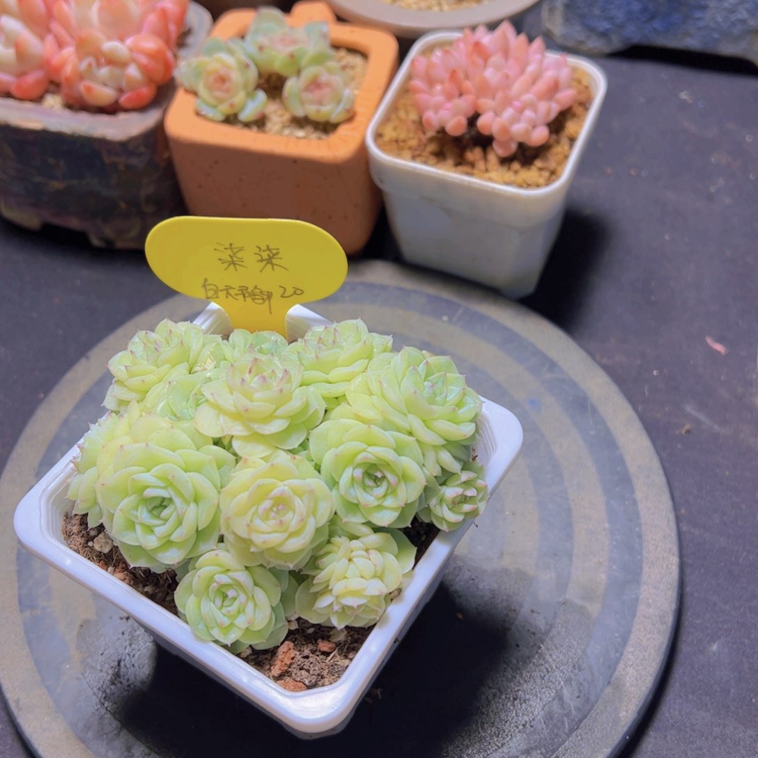 柒*?白天鹅杂，多肉植物