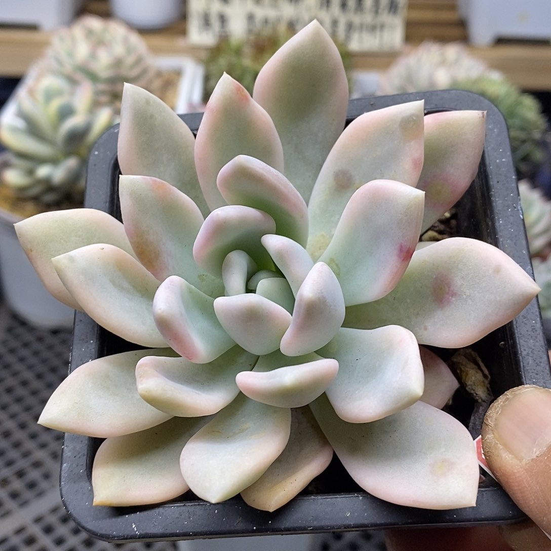 0213 奥普覆轮锦 微瑕