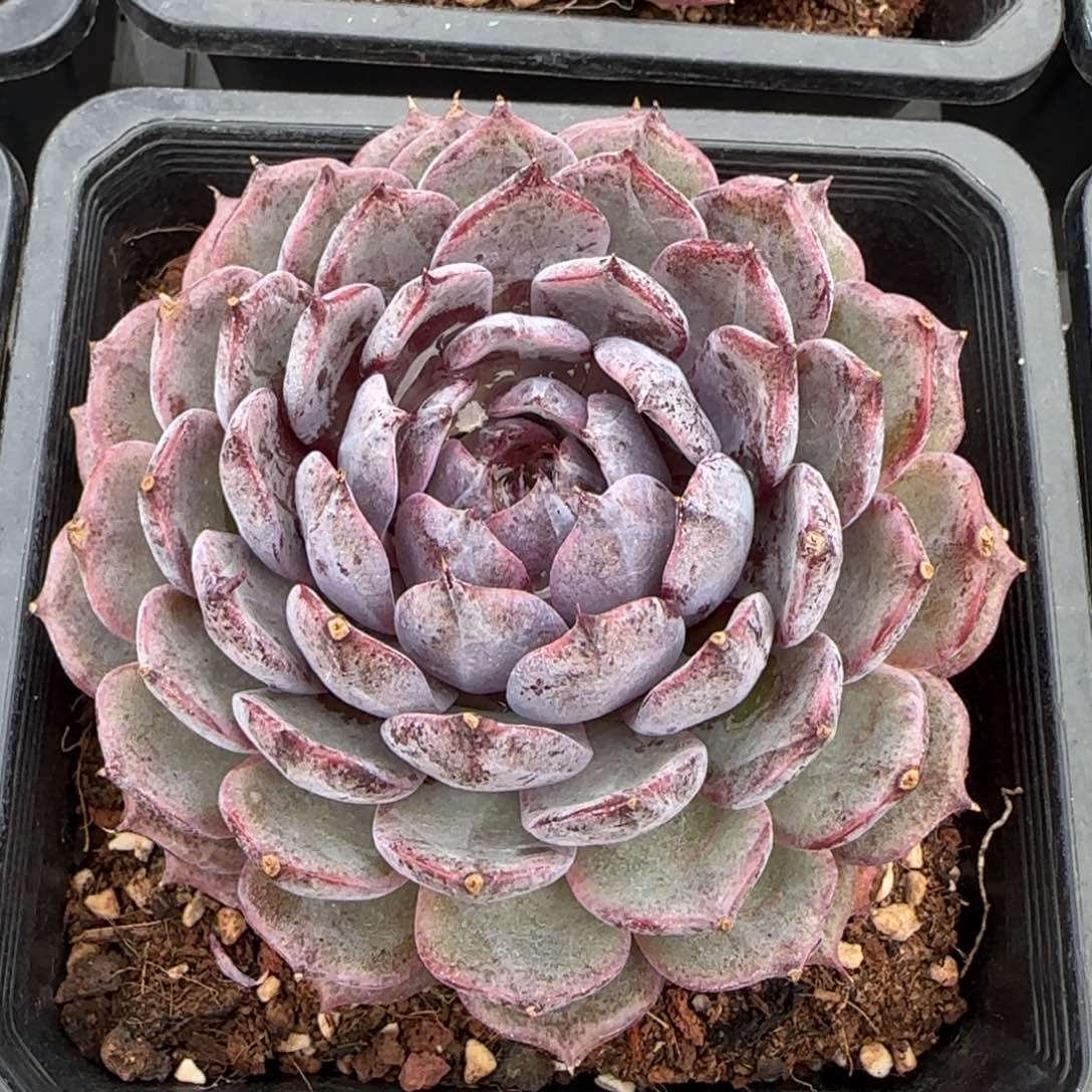 从前慢花园多肉精选蓝莓