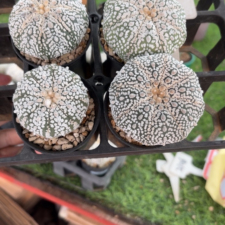 四个开播福利带盆发