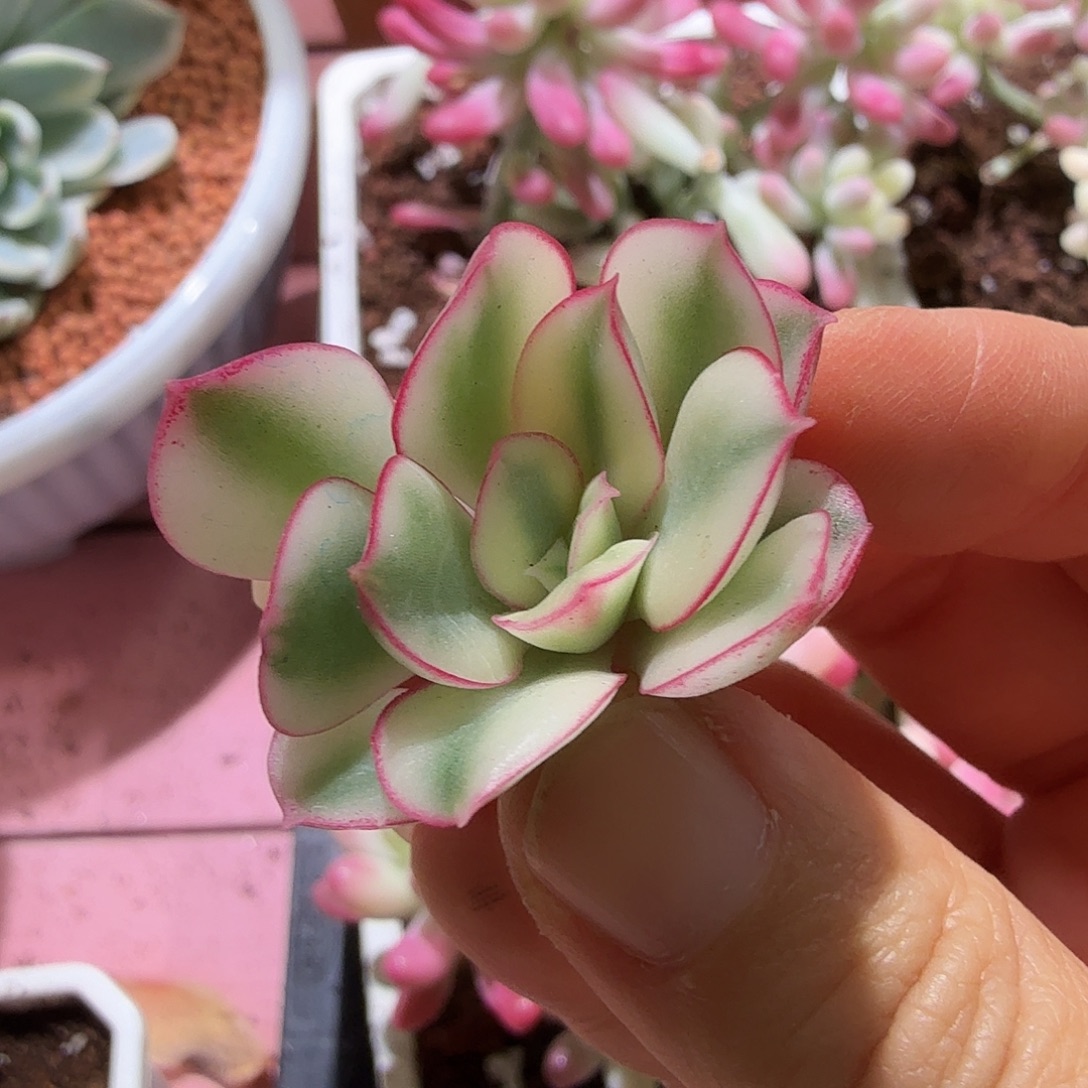 红花女王锦头盖无根，多肉