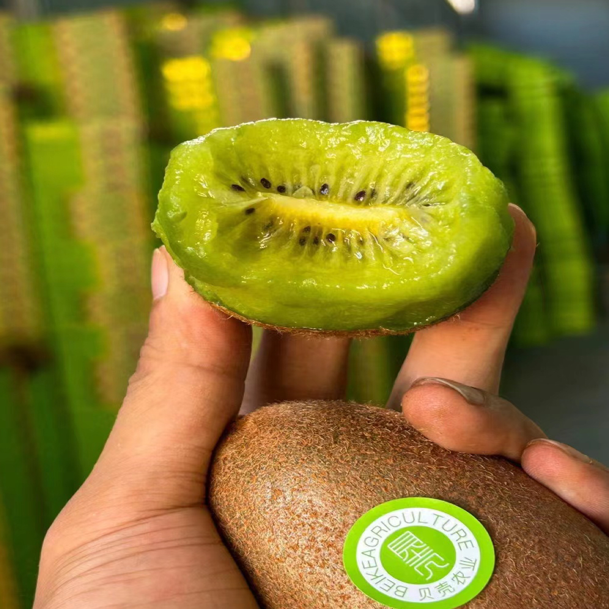 狗子翠香猕猴桃树熟果到手直接吃