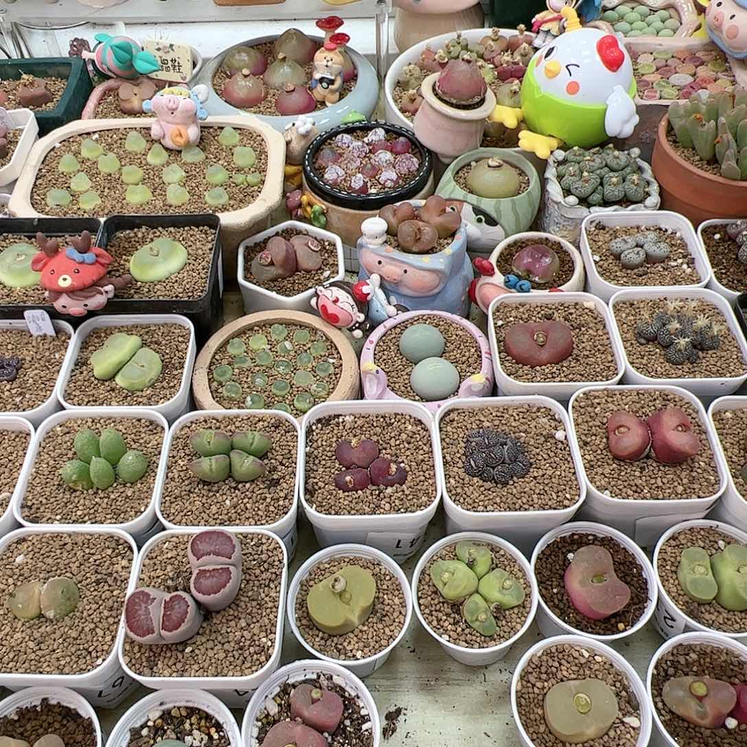 【闪购商品】唐**鱼191 带盆