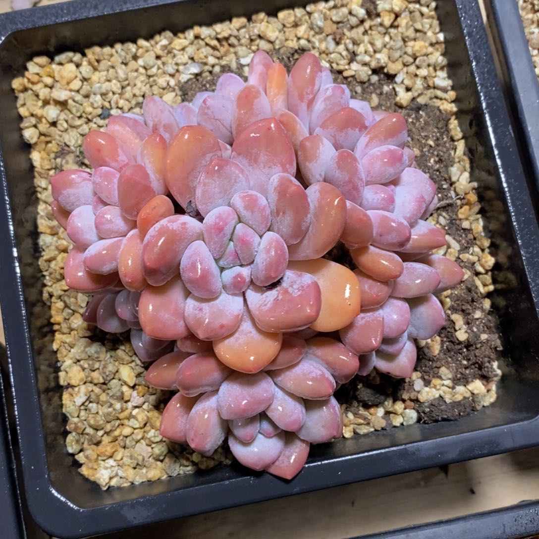 可问主播品种，下滑链接更多品种多肉选择