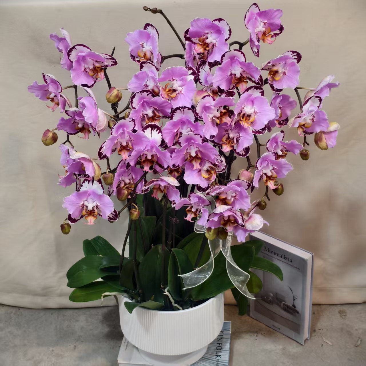 蝴蝶兰【黑钢琴】大组盆年宵花鲜花室内种植观赏蝴蝶兰带花发货