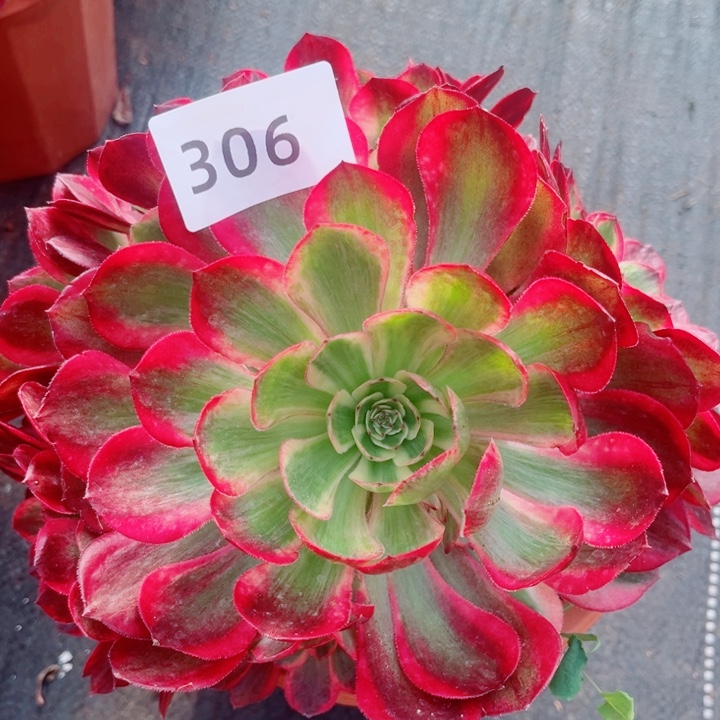 浮***怒新品赤子心特价多肉