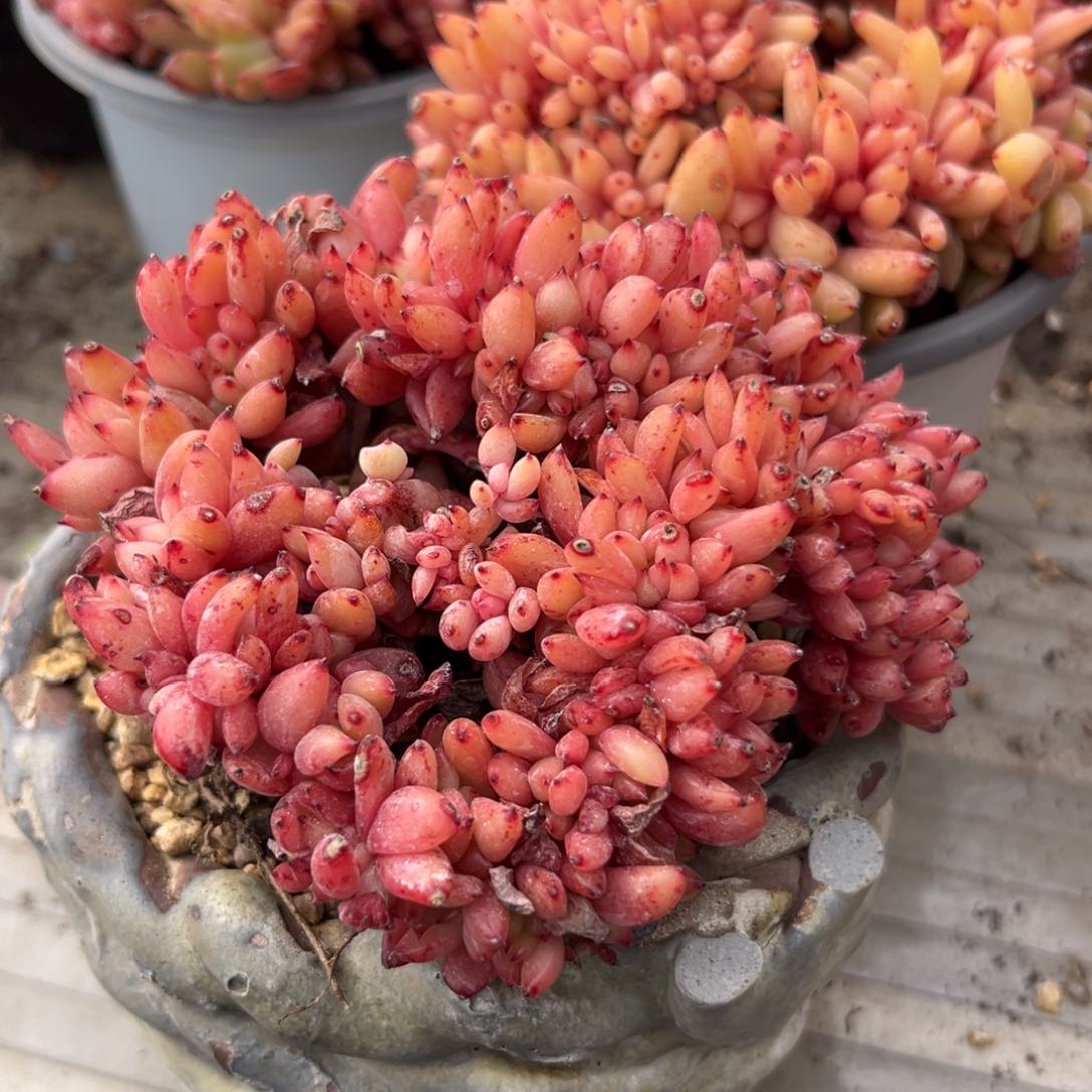 红酒动作多肉多肉多的