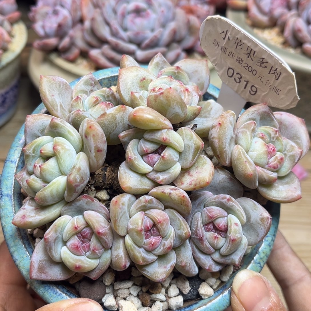 绿底紫心319/13cm8头