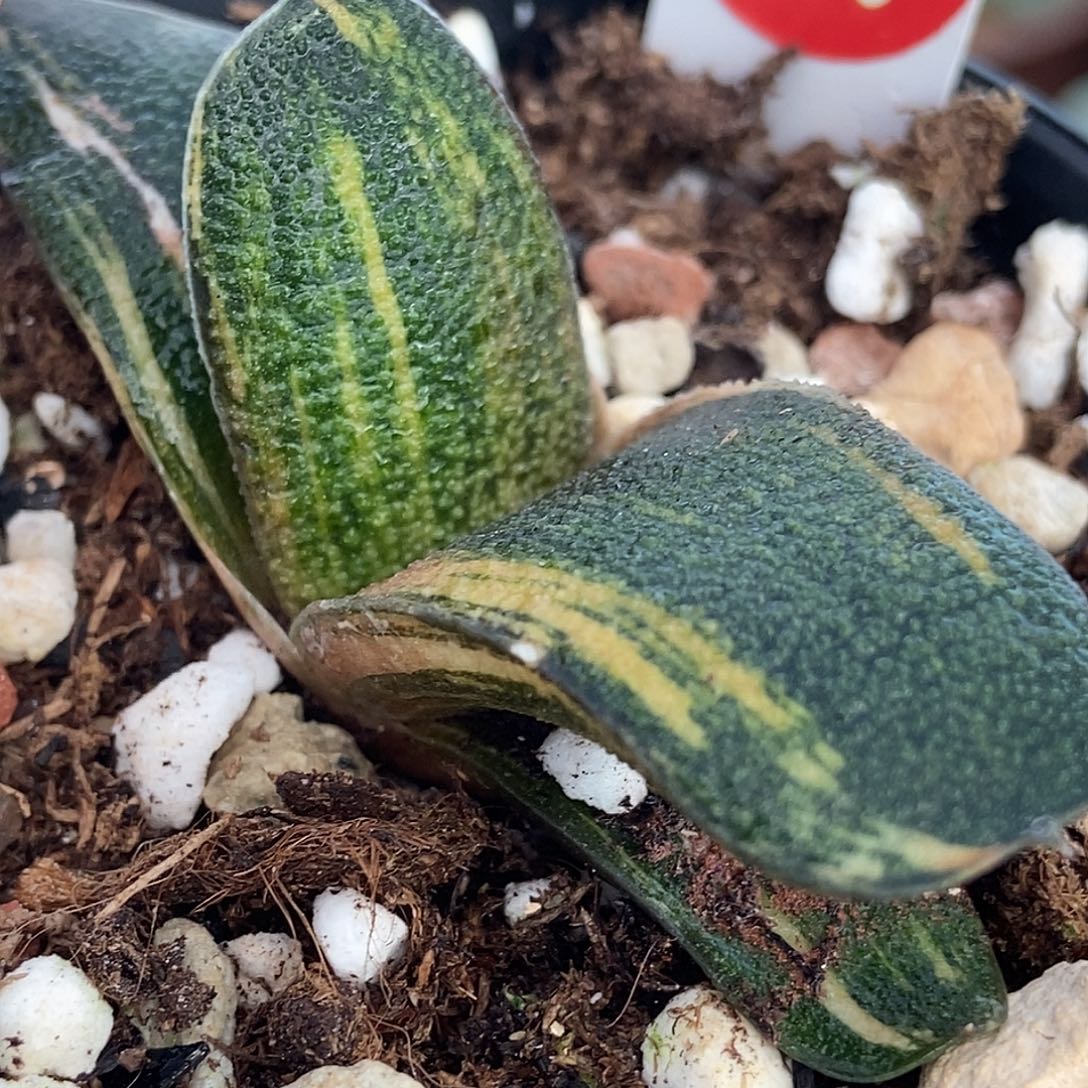 146达摩黑莺实生锦带盆发货