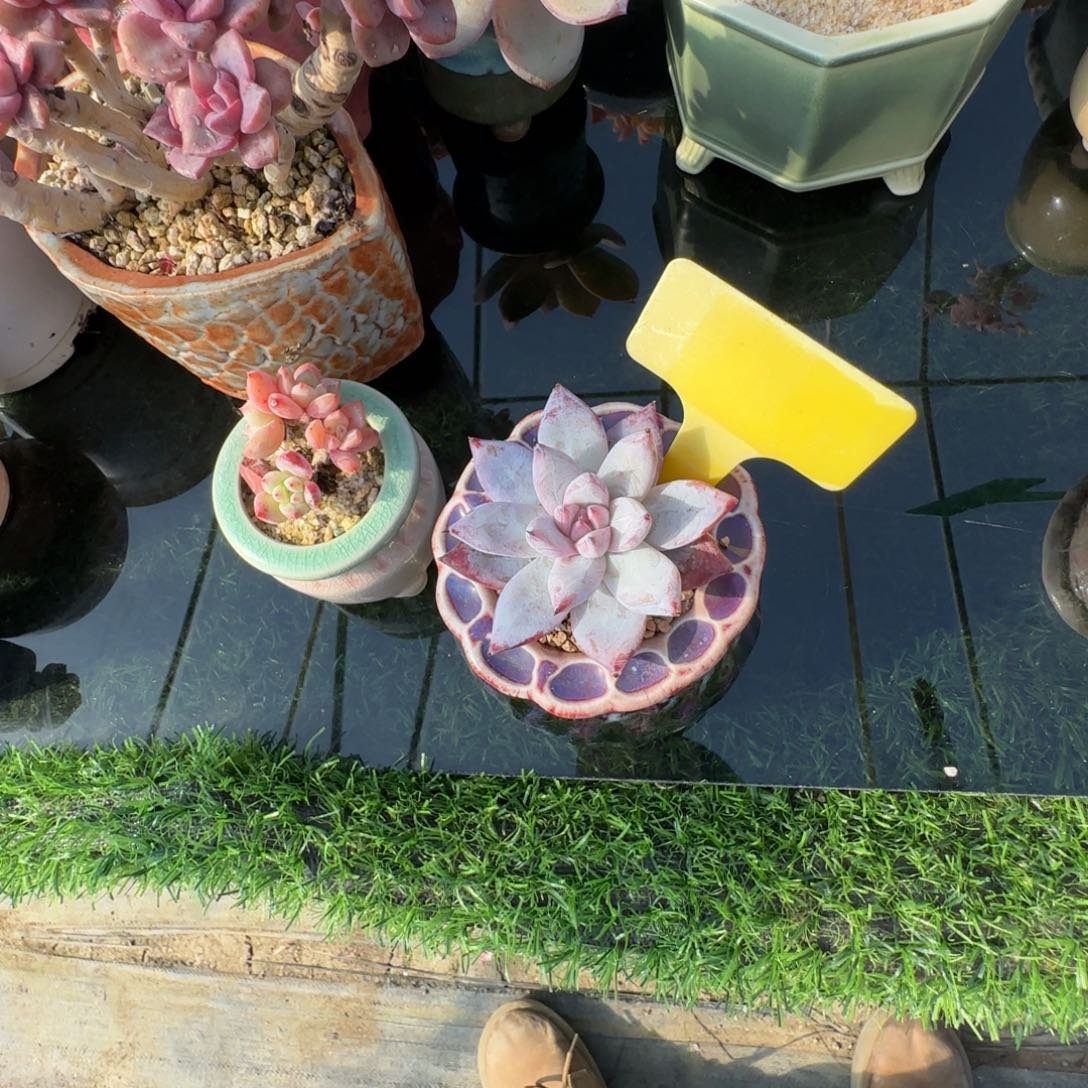 墨***玖多肉植物福娃单头