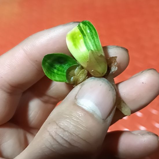 高**行君子兰小苗君子兰小苗