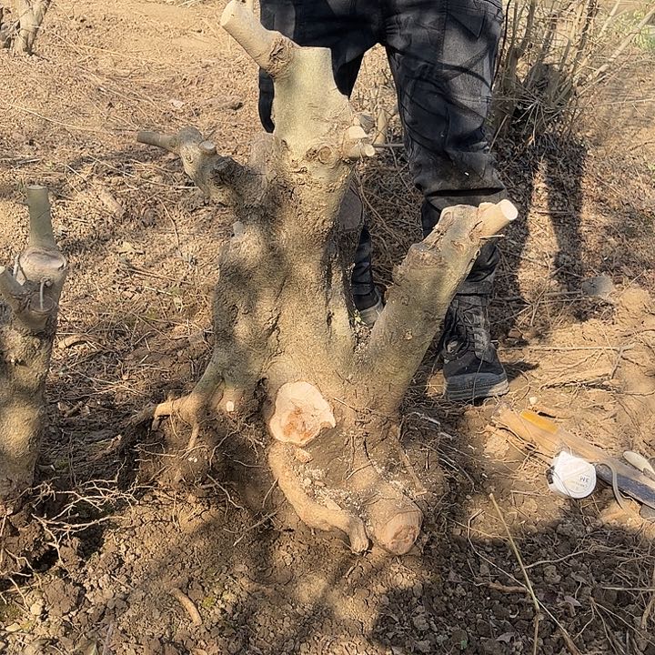 润***无花朵对节白蜡素材一颗