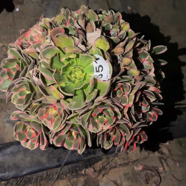 651皇后多肉植物不售后