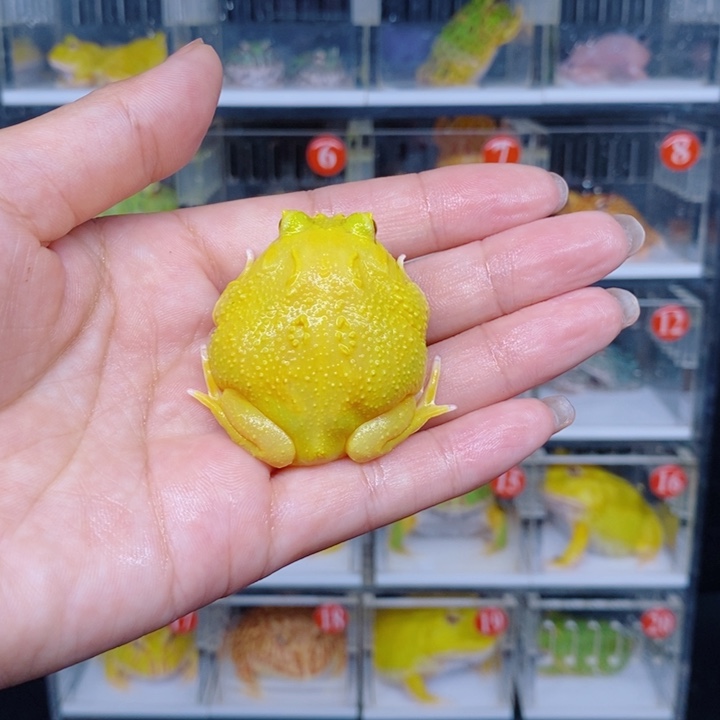 角蛙恭喜发财大吉大利